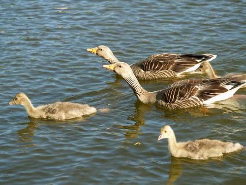 P6022604 by Hunter-Desportes is licensed under CC BY 2.0.